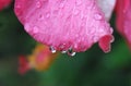 Water droplets at Hibiscus flowersÃ¢â¬â¹ withÃ¢â¬â¹ greenÃ¢â¬â¹ background.Ã¢â¬â¹